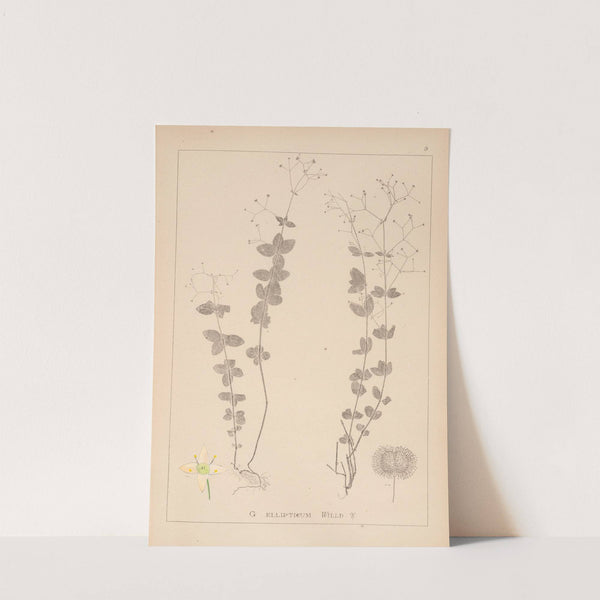Herbier de la flore française Pl.0591 by Louis Antoine Cusin
