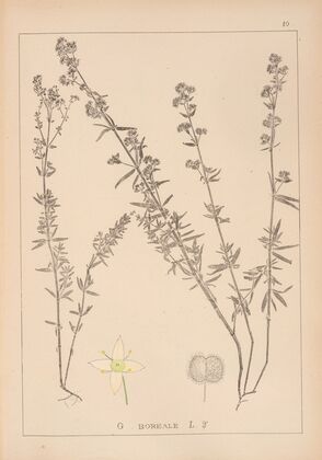 Herbier de la flore française Pl.0592