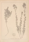 Herbier de la flore française Pl.0594