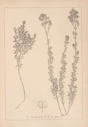 Herbier de la flore française Pl.0594