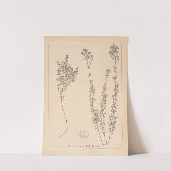 Herbier de la flore française Pl.0594 by Louis Antoine Cusin