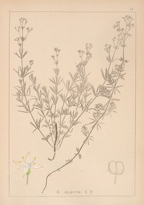 Herbier de la flore française Pl.0595