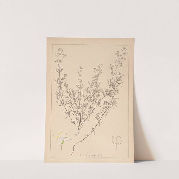 Herbier de la flore française Pl.0595 by Louis Antoine Cusin