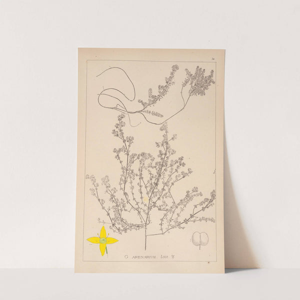 Herbier de la flore française Pl.0596 by Louis Antoine Cusin