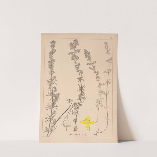 Herbier de la flore française Pl.0597 by Louis Antoine Cusin