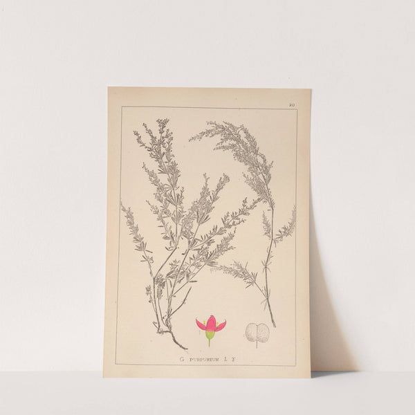 Herbier de la flore française Pl.0599 by Louis Antoine Cusin