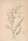 Herbier de la flore française Pl.0600