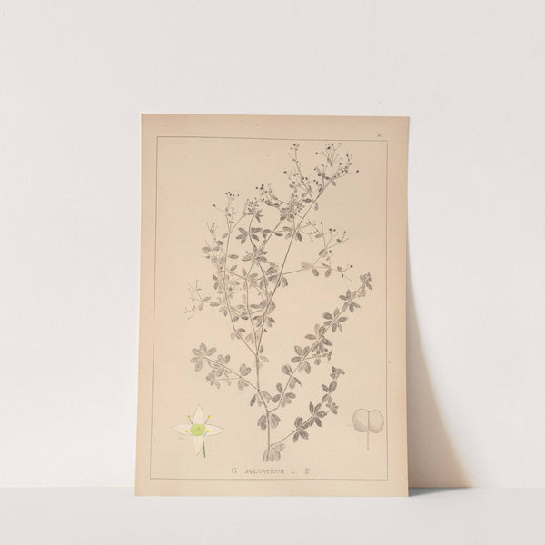 Herbier de la flore française Pl.0600 by Louis Antoine Cusin