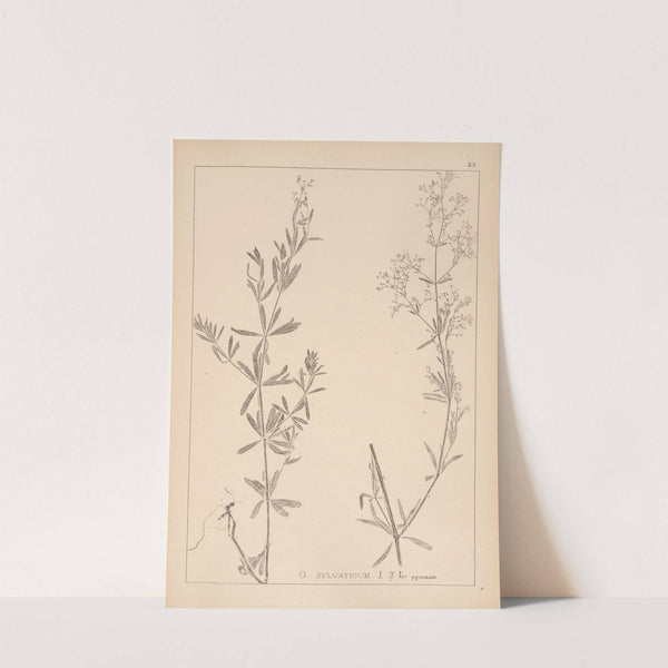 Herbier de la flore française Pl.0602 by Louis Antoine Cusin