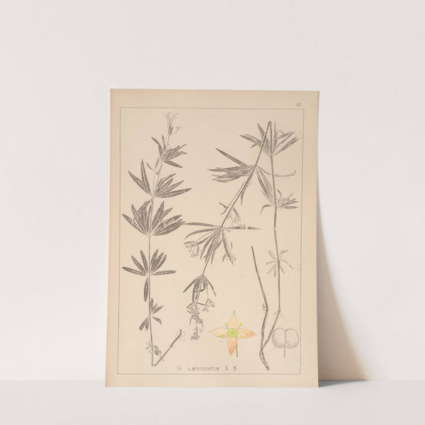 Herbier de la flore française Pl.0604 by Louis Antoine Cusin