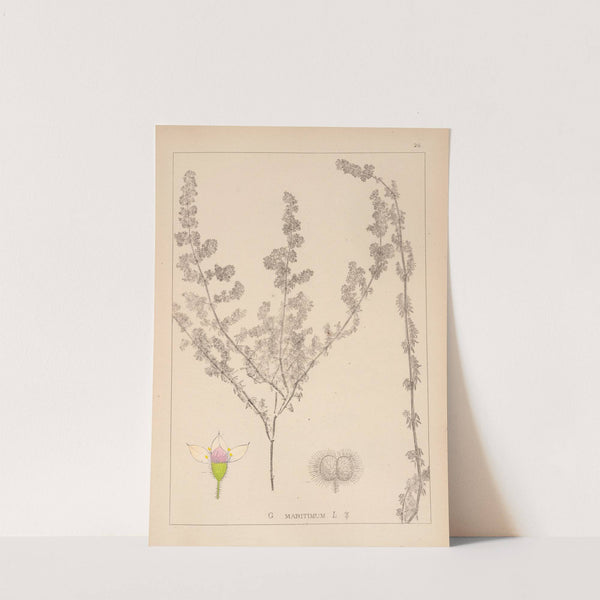 Herbier de la flore française Pl.0605 by Louis Antoine Cusin