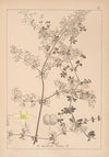 Herbier de la flore française Pl.0606