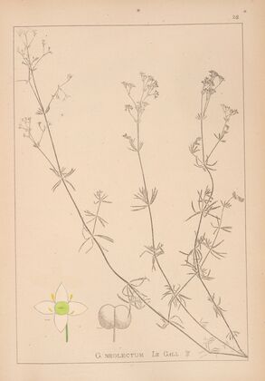 Herbier de la flore française Pl.0607