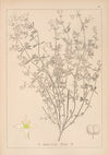Herbier de la flore française Pl.0608