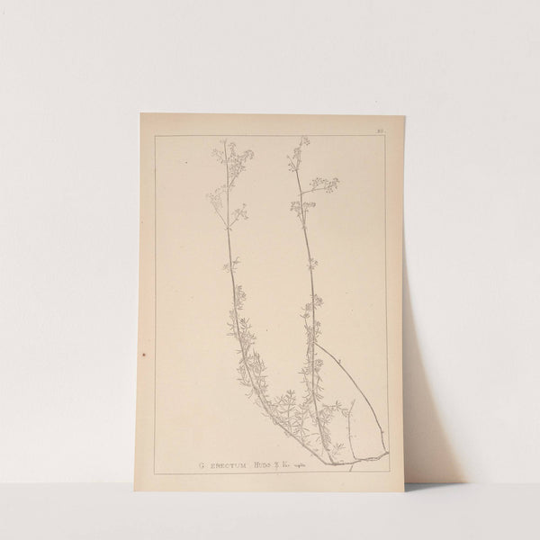 Herbier de la flore française Pl.0609 by Louis Antoine Cusin