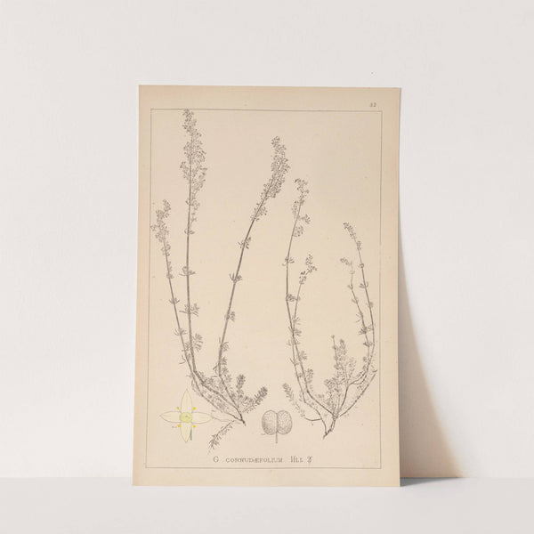 Herbier de la flore française Pl.0610 by Louis Antoine Cusin