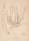Herbier de la flore française Pl.0611