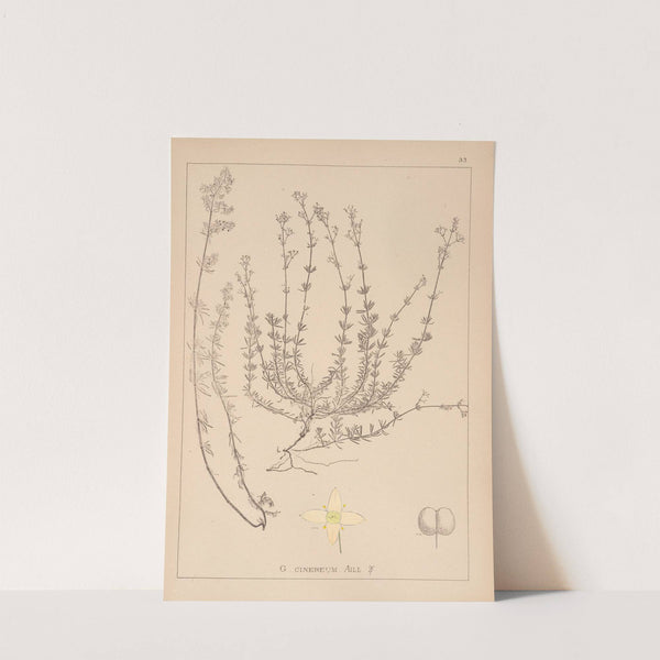 Herbier de la flore française Pl.0611 by Louis Antoine Cusin