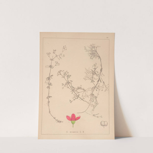 Herbier de la flore française Pl.0612 by Louis Antoine Cusin