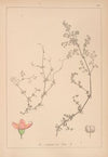 Herbier de la flore française Pl.0613