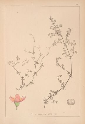 Herbier de la flore française Pl.0613