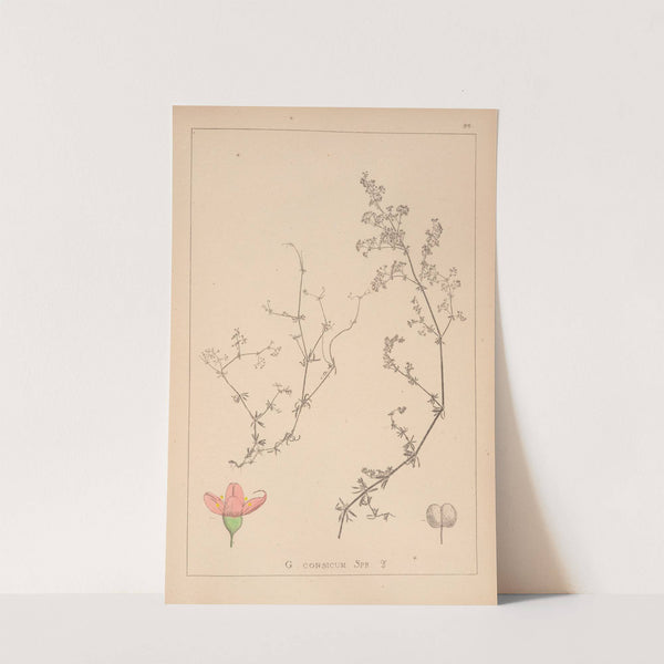 Herbier de la flore française Pl.0613 by Louis Antoine Cusin