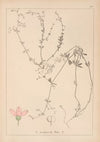Herbier de la flore française Pl.0614