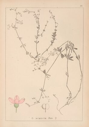 Herbier de la flore française Pl.0614