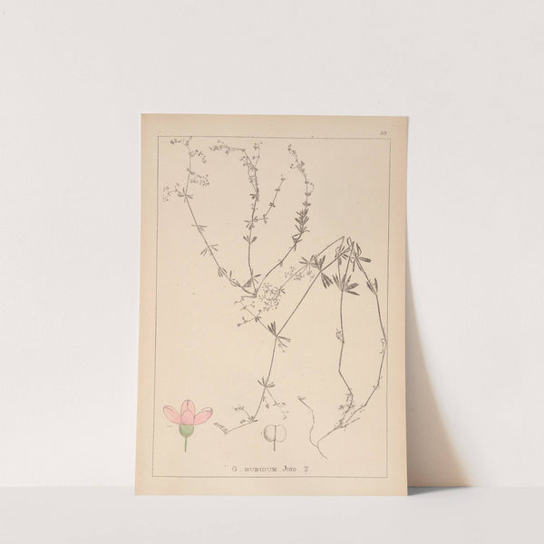 Herbier de la flore française Pl.0614 by Louis Antoine Cusin