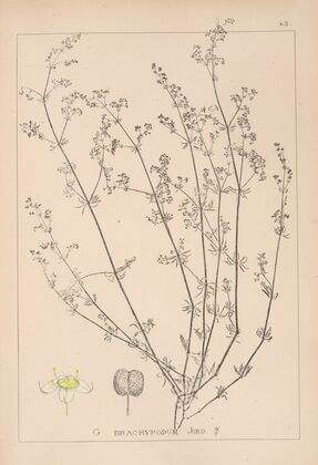 Herbier de la flore française Pl.0617