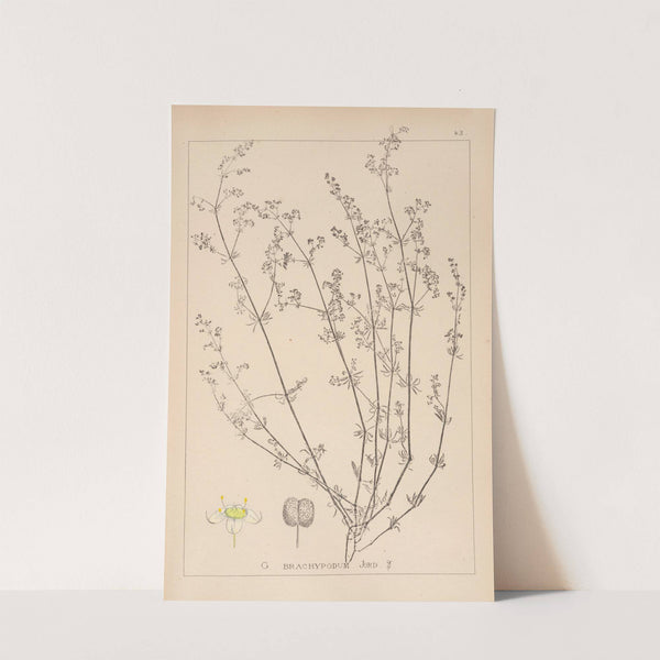 Herbier de la flore française Pl.0617 by Louis Antoine Cusin