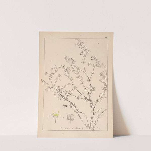 Herbier de la flore française Pl.0618 by Louis Antoine Cusin