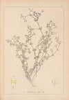 Herbier de la flore française Pl.0620
