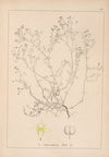 Herbier de la flore française Pl.0621