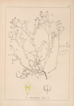 Herbier de la flore française Pl.0621