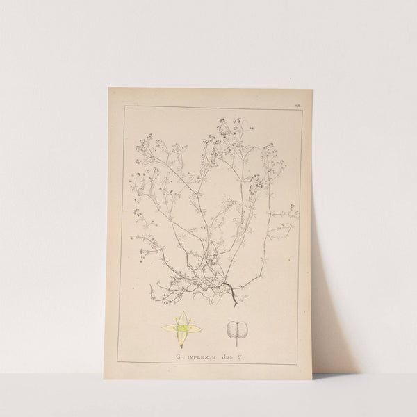 Herbier de la flore française Pl.0621 by Louis Antoine Cusin