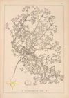Herbier de la flore française Pl.0622