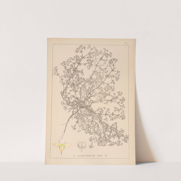 Herbier de la flore française Pl.0622 by Louis Antoine Cusin