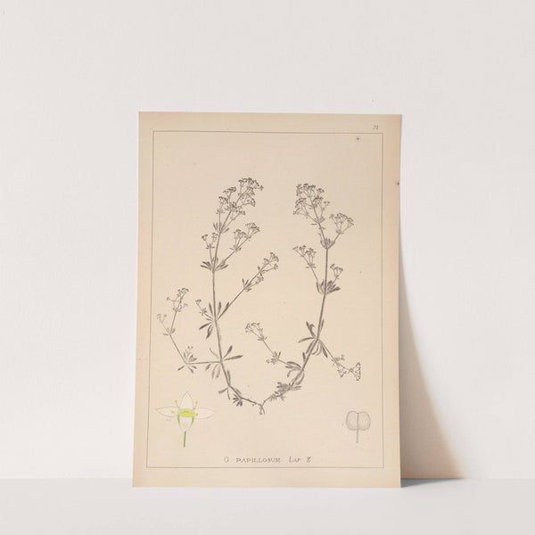 Herbier de la flore française Pl.0623 by Louis Antoine Cusin