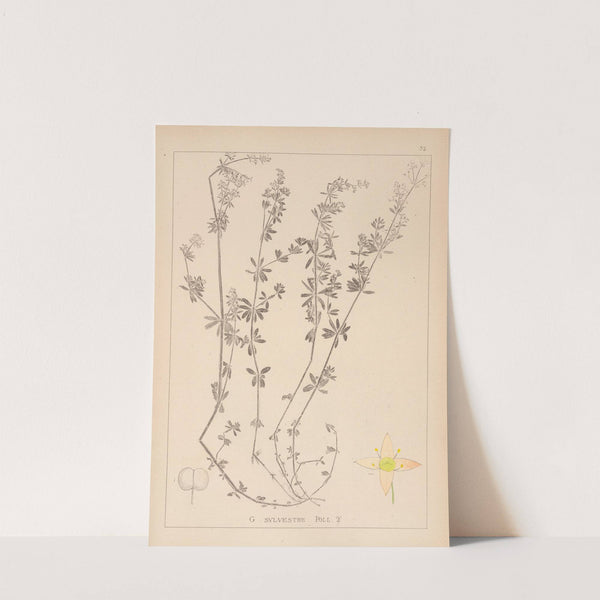 Herbier de la flore française Pl.0624 by Louis Antoine Cusin