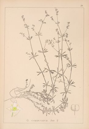 Herbier de la flore française Pl.0625