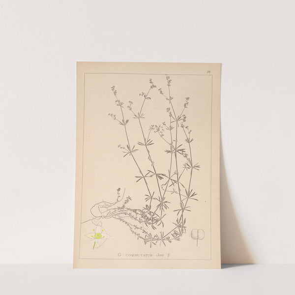 Herbier de la flore française Pl.0625 by Louis Antoine Cusin