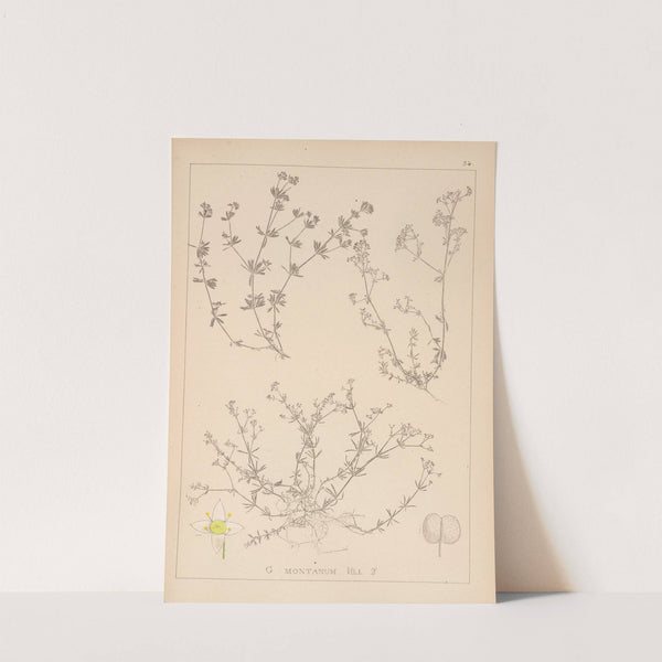 Herbier de la flore française Pl.0626 by Louis Antoine Cusin