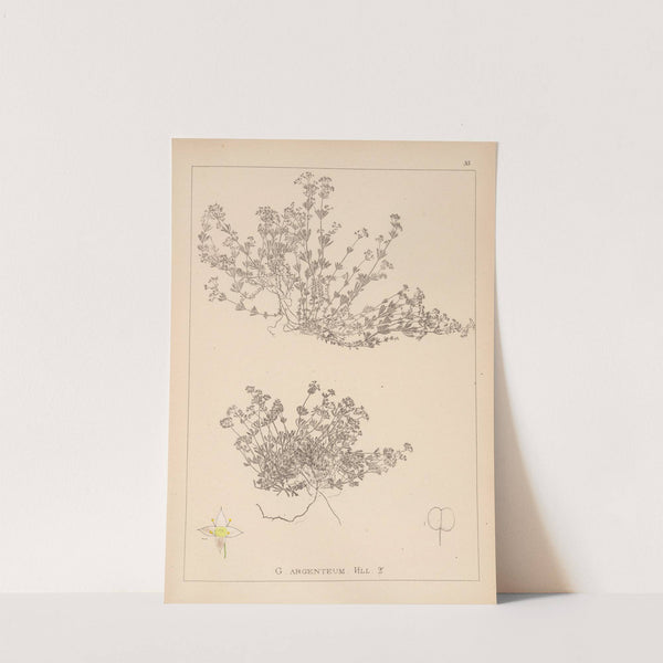 Herbier de la flore française Pl.0627 by Louis Antoine Cusin