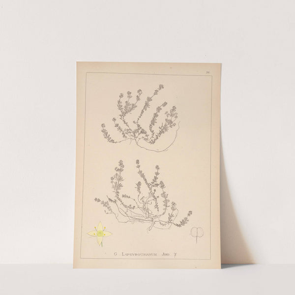 Herbier de la flore française Pl.0628 by Louis Antoine Cusin