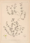Herbier de la flore française Pl.0629