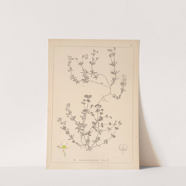 Herbier de la flore française Pl.0629 by Louis Antoine Cusin