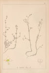 Herbier de la flore française Pl.0630