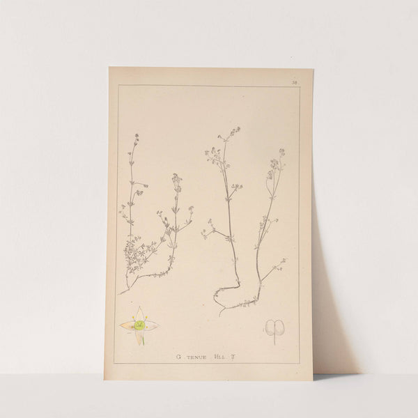 Herbier de la flore française Pl.0630 by Louis Antoine Cusin