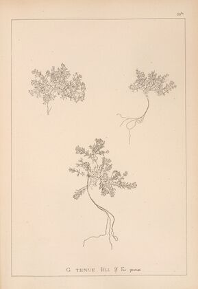 Herbier de la flore française Pl.0631